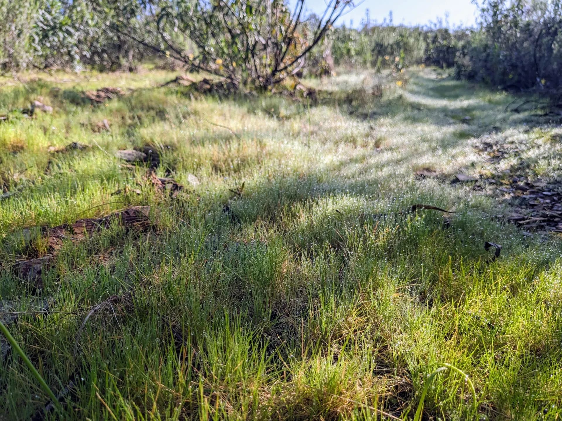 Portuguese countryside